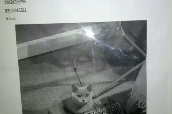 Найден британский кот в Екатеринбурге