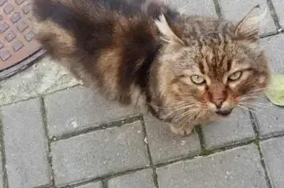 Найден крупный пушистый кот в Новороссийске