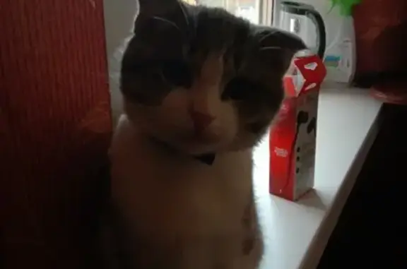 Кошки потеряшки, Тамбов, фото: Потеряшка котенок в парке культуры-кафе Филин, Тамбов.