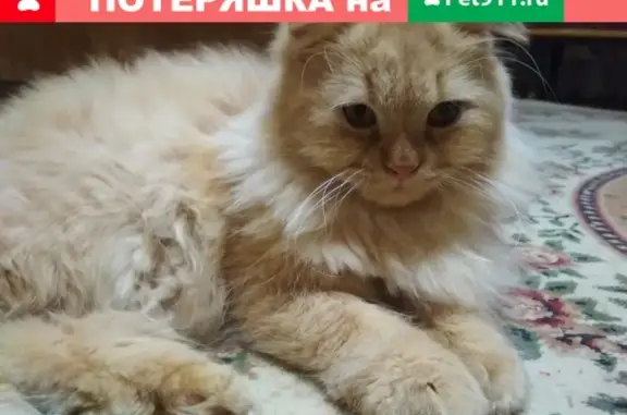Пропал котик на ул. Бакунина