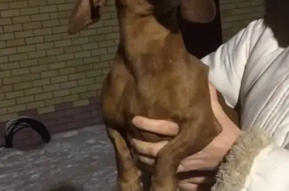 Найдена собака в Дзержинске, Россия
