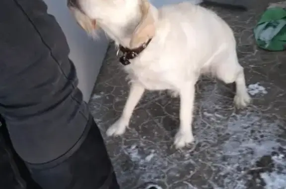 Найдена белая терьеристая собака в Каргате