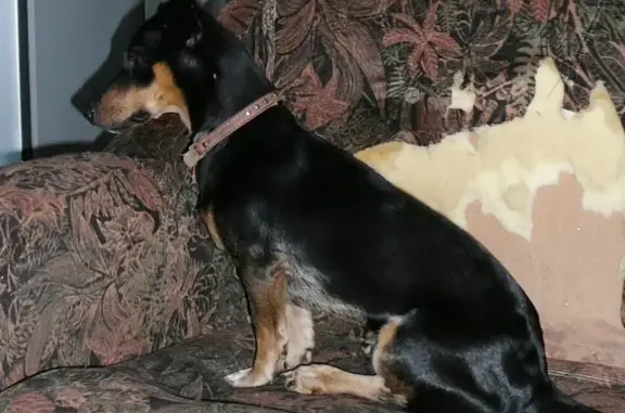 Собаки потеряшки, Пролетарий, фото: Потеряшка собака в поселке Пролетарий, ищем Арчи с двумя ошейниками.