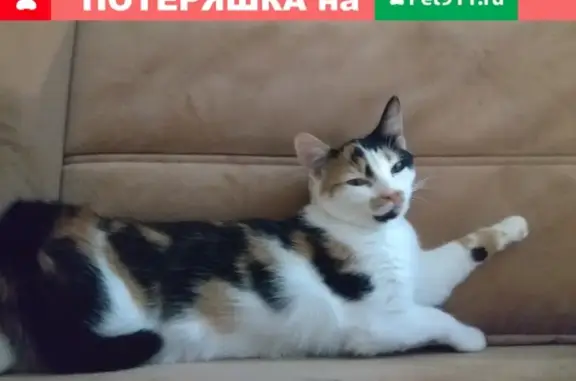 Пропала кошка на Судостроительной 28 в Петрозаводске