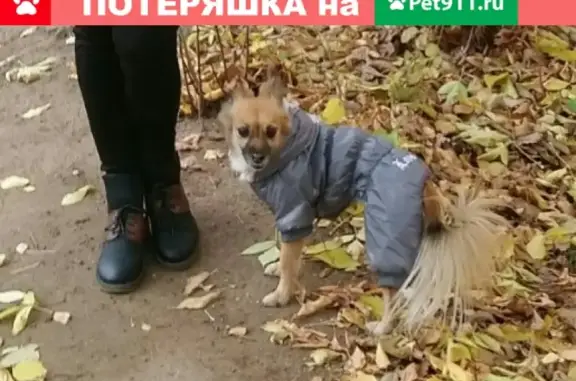 Пропала собака Боня на Площади, Чайковский.