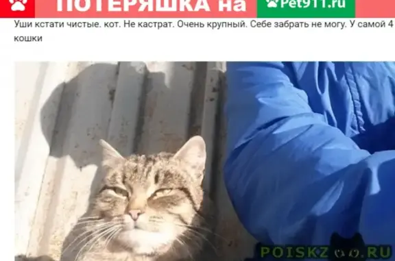 Найдена крупная кошка на остановке в Кулацком, Россия