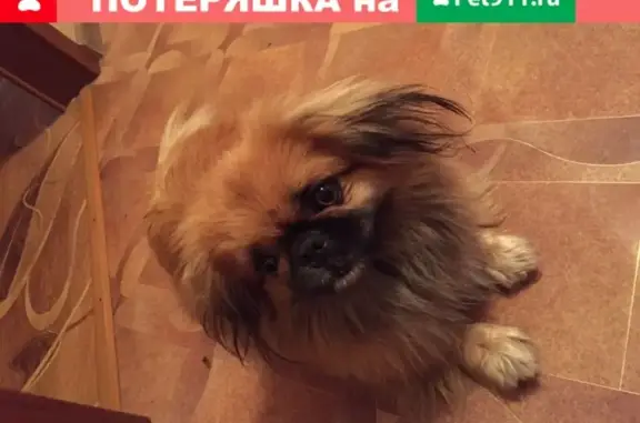 Найдена собака на ул. Гоголя, 33 в Николаевске-на-Амуре