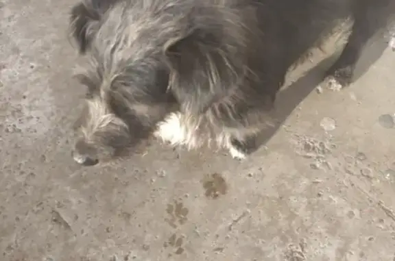 Найдена собака на Ястынской 6 в Красноярске, ищет хозяина