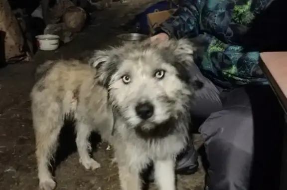 Найдена собака Иркутск 2, нужна помощь