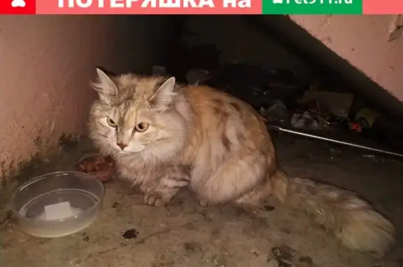 Найдена пушистая кошка в Верхней Пышме, Свердловская обл.