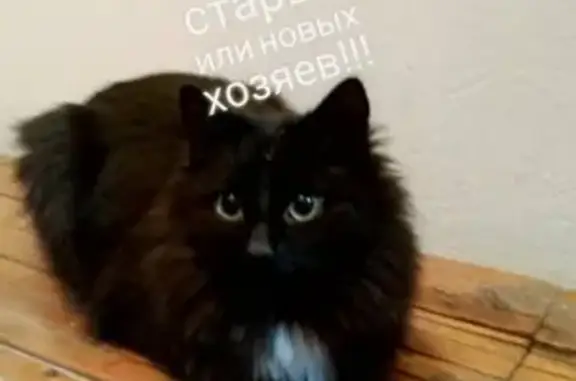 Найдена кошка на Моченкова, ищем хозяев