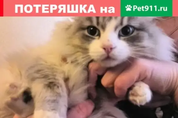 Найдена кошка на ул. Иванова 37!