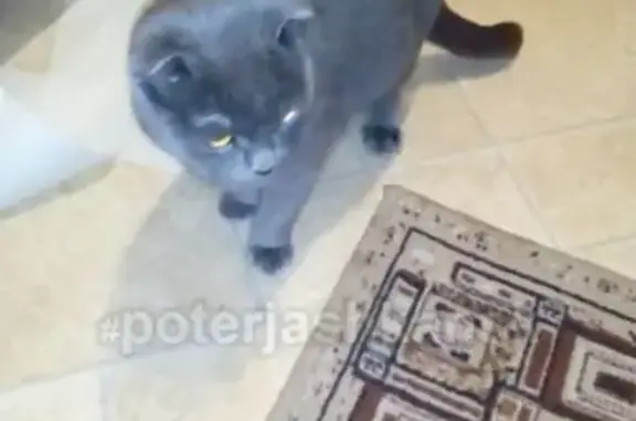 Найдена кошка в СНТ «Калинка», ищем хозяев