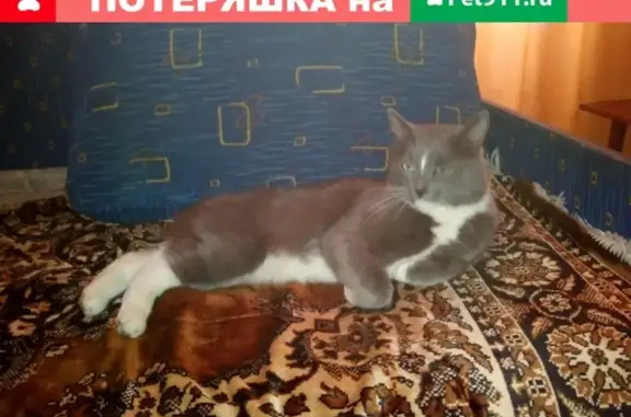Пропал серый кот на Бакунинской 23/41, ЦАО, Москва