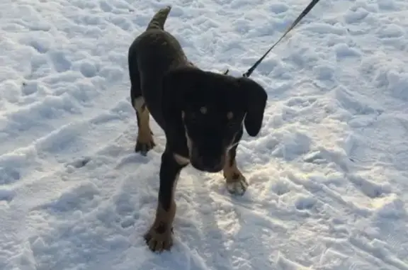 Найдена собака, Нижний Новгород, фото: Найден щенок на ул. Народная, ищу хозяев.