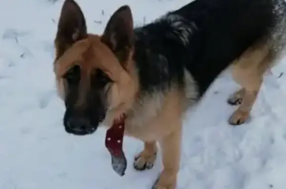Найдена собака с красным ошейником в Дивеево