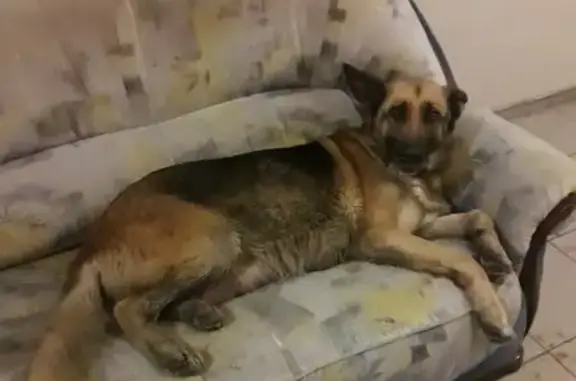Найдена собака на проспекте Вернадского, молодая овчарка-метис