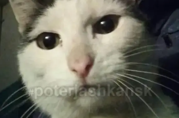 Найдена кошка на ул. Романова в Центральном районе
