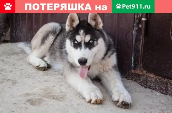 Пропала собака в Пугачёве
