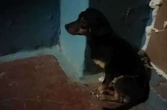 Найдена собака в Томске, ул. Пушкина 52д.