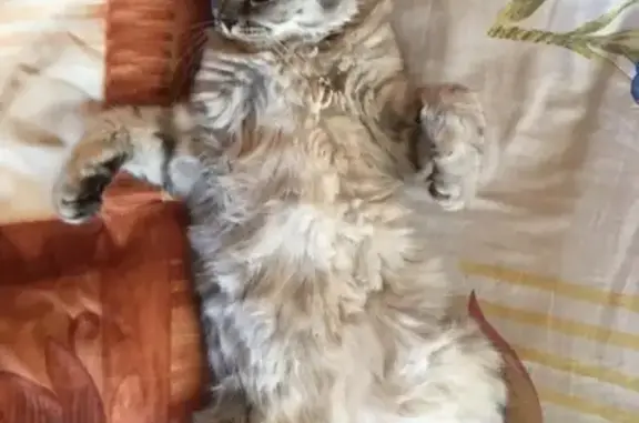 Кошки потеряшки, Набережные Челны, фото: Потеряшка кошка в Набережных Челнах