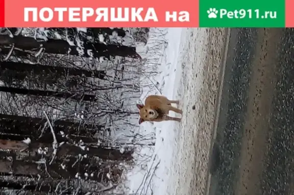 Собака найдена в Воткинске, нужна помощь!
