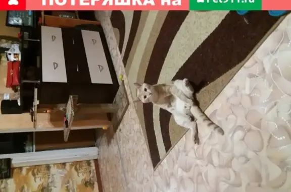 Пропала кошка по кличке Персик в Новокузнецке