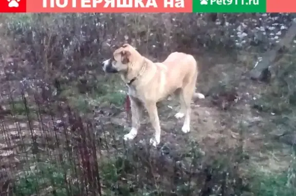 Найдена собака в Подольске - ищем хозяев!