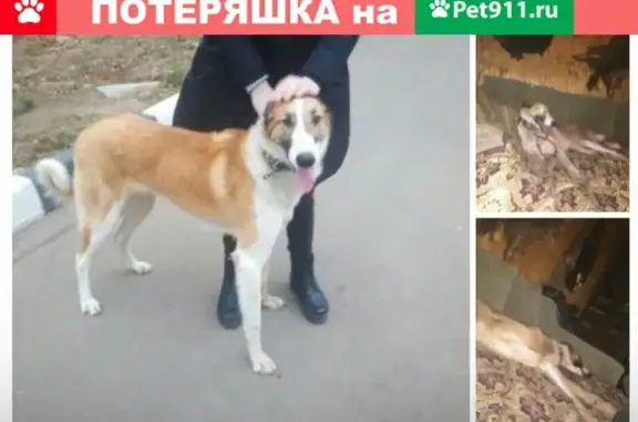 Собака найдена в Подольске, ищут хозяев.