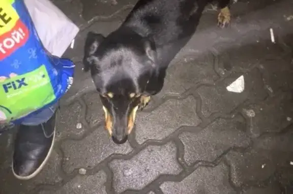 Палевая полоска на собаке в Ростове