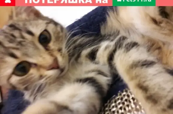 Пропал котик в Батайске, отзывается на Джери, вознаграждение за информацию.