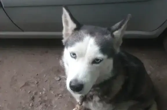 Найдена собака на Нахимовской 18, Воронеж