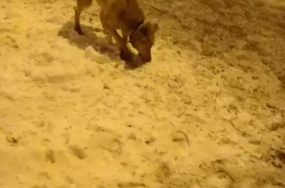 Найдена собака на улице 800-летия Москвы