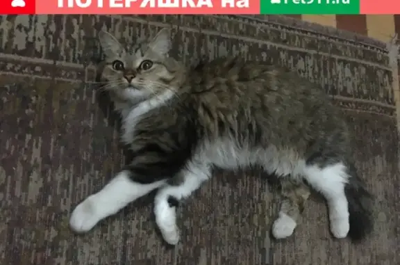 Найдена кошка у Ленинградского шоссе, метро Войковская.