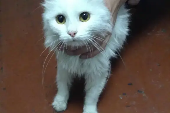 Найдена кошка в Кемерово, пр. Ленина, 128