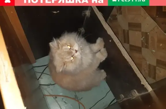 Найдена кошка на ул. Норильская, 8 в Перми