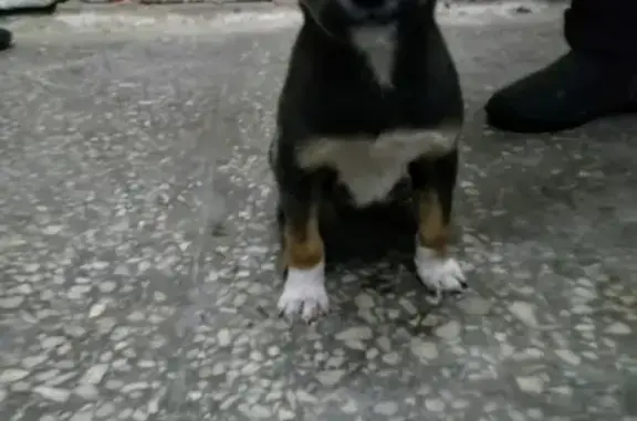 Найден щенок в Омске, ищет дом.