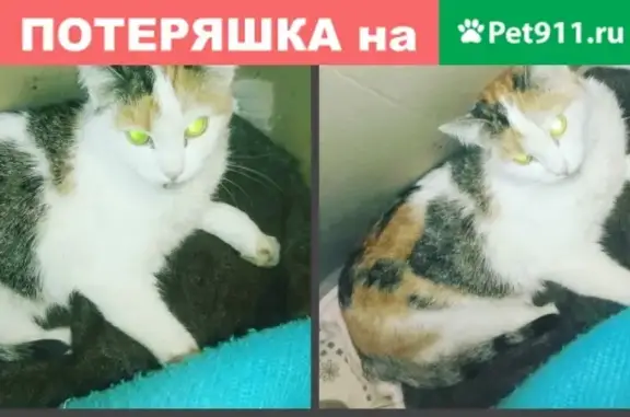 Найдена кошка на Павлова, 48 - нуждается в лечении