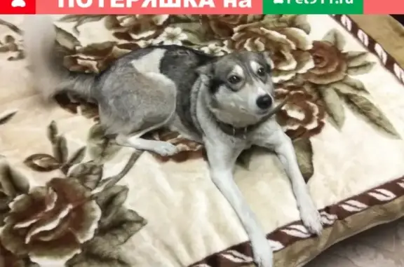 Пропала собака Айка в Западном, Рубцовск