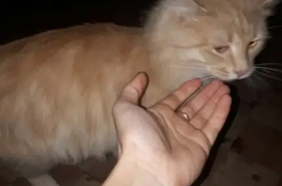 Потерянная кошка в Электростали ищет дом