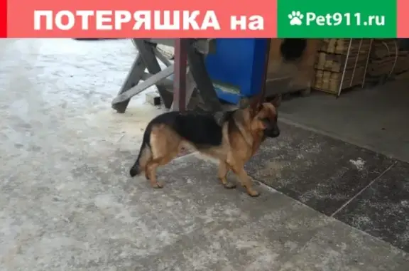Пропала собака в Софрино, Московская область!