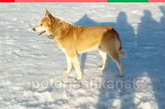 Пропала крупная собака в Первомайском р-оне