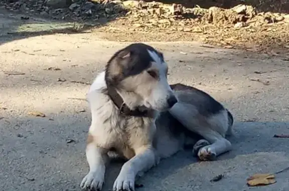 Найдена собака на улице Целинной в Сочи