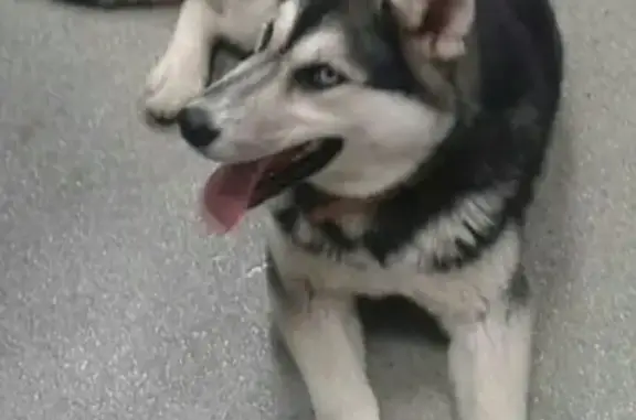 Собака найдена на ул. Товарищеской, Казань