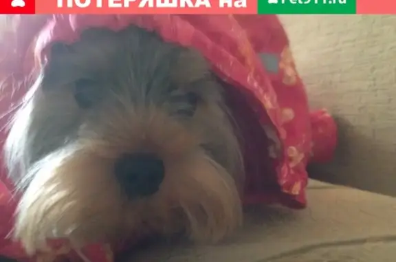 Пропала собака Тосик в Шатуре, Московская область