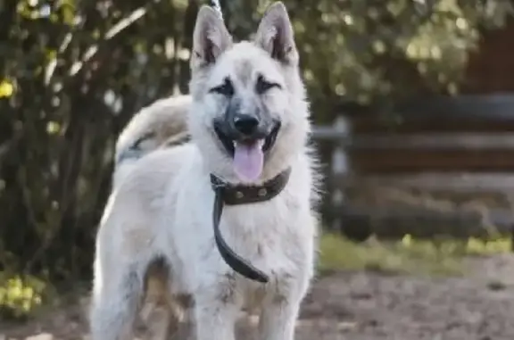 Собаки потеряшки, село Татарское, фото: Потеряшка Кевин в Дальнеконстантиново!