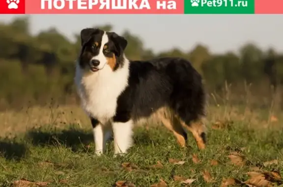 Пропала собака СПб Приморский район, м. Удельная