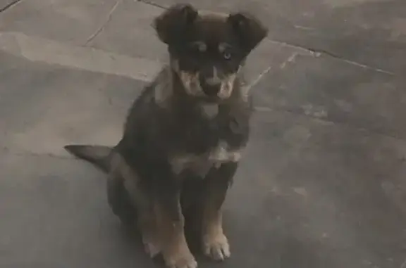 Пропала собака Джеко в Автозаводском районе