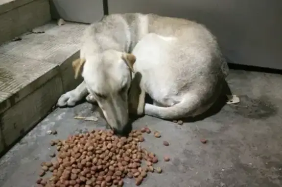Найдена голодная собака на Ленинском проспекте, Воронеж