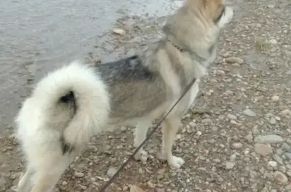 Пропала собака в Армавире, помогите найти!